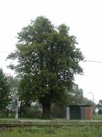 Památný strom Lípa srdčitá (Tilia cordata), Mankovice