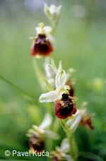 Bílé Karpaty, příroda, květena, tořič čmelákovitý